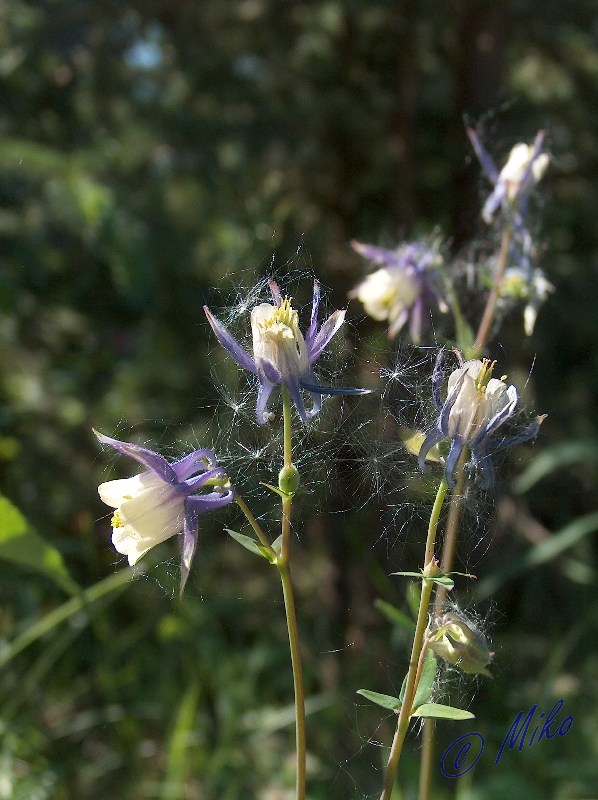 Blue_Columbine__Aquilegia_brevistyla_.jpgw598h800