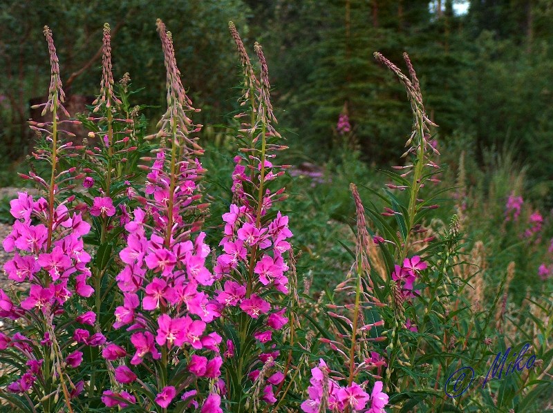 Fireweed__Epilobium_angustifolium_.jpgw800h598