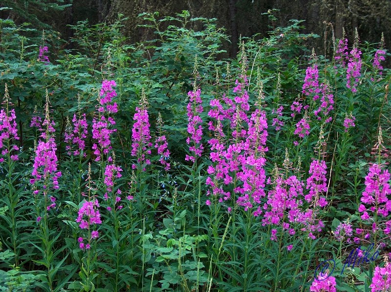 Fireweed___Rosebush.jpgw800h598