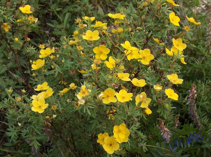 Shrubby_Cinquefoil__Potentilla_fruticosa_.jpgw800h598