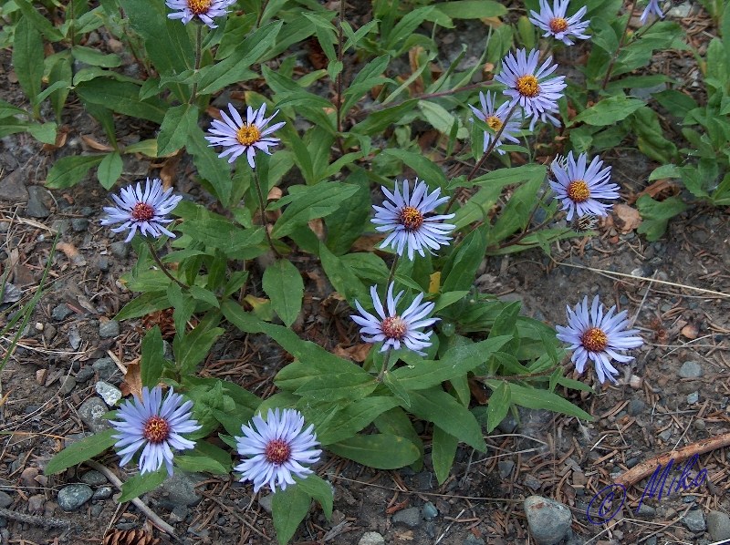 Siberian_Aster__Aster_sibiricus_.jpgw800h598